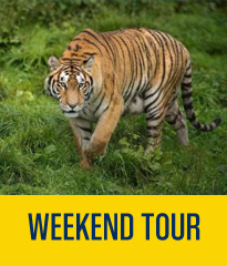 Weekend Tour near west bengal sundarban tour Holiday Outing