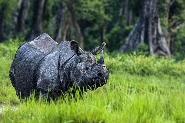 Dooars_North Bengal Tour Package_Darjeeling_Shittong_Lava Lolegaon Rishop_Holiday Outing_Murti_Jayanti