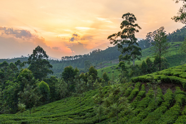 Kerala Tour Package