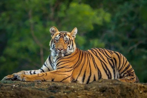 Sundarban Tour Packages